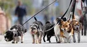 A ne pas oublier pour la garde du chien,  Mixed Breed for adoption at CaniMinet, Paris