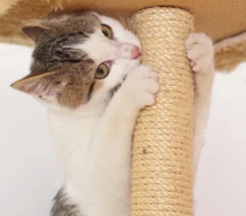 Un griffoir pour mon chat, male Mixed Breed for adoption at CaniMinet, Paris