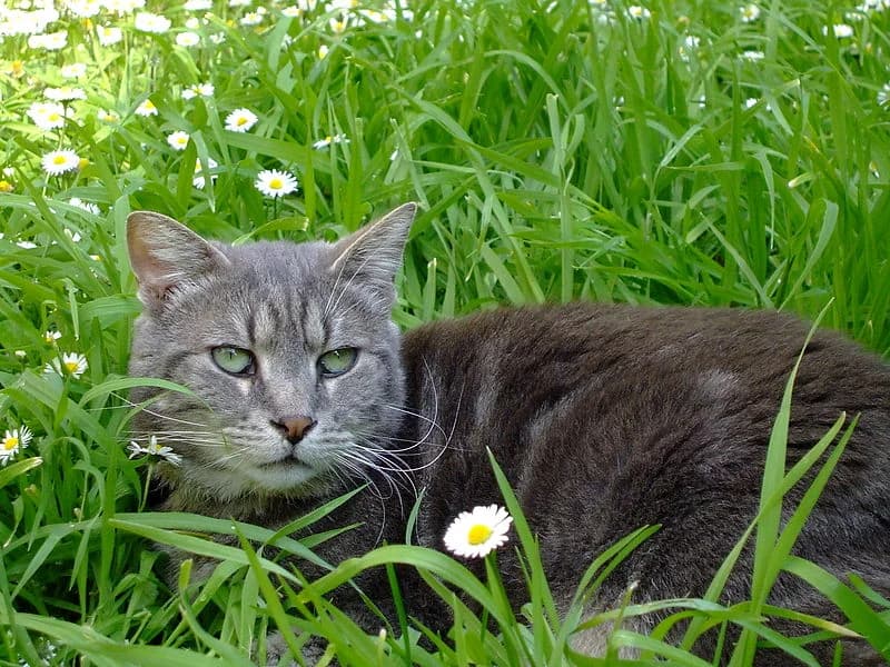 L’herbe à chat, ce qu’il faut savoir,  Mixed Breed for adoption at CaniMinet, Paris