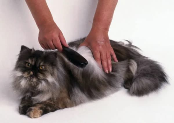 Bien choisir la brosse pour son chat,  Mixed Breed for adoption at CaniMinet, Paris