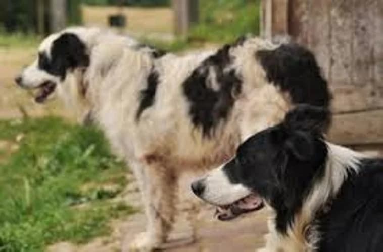 Comment le chien fait pour délimiter son territoire, male puppy Mixed Breed for adoption at CaniMinet, Paris