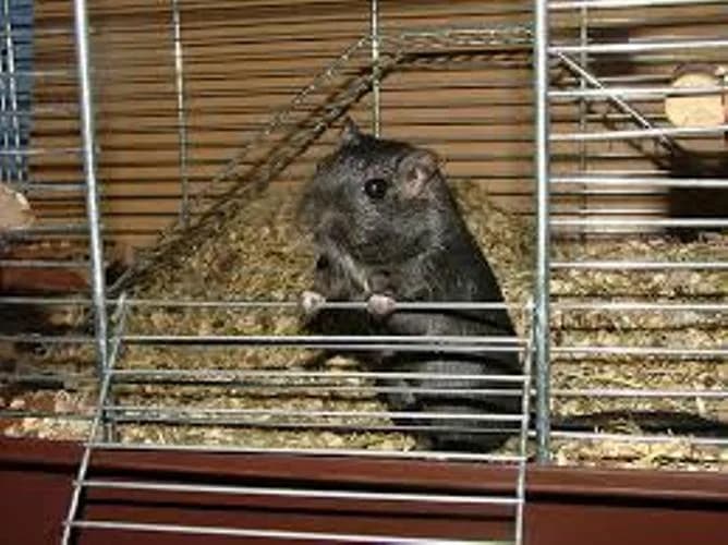 Cage de la gerbille : choix et emplacement,  Mixed Breed for adoption at CaniMinet, Paris