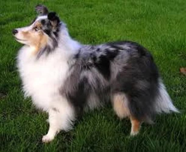Pelage du chien, comment en prendre soin ?,  Mixed Breed for adoption at CaniMinet, Paris