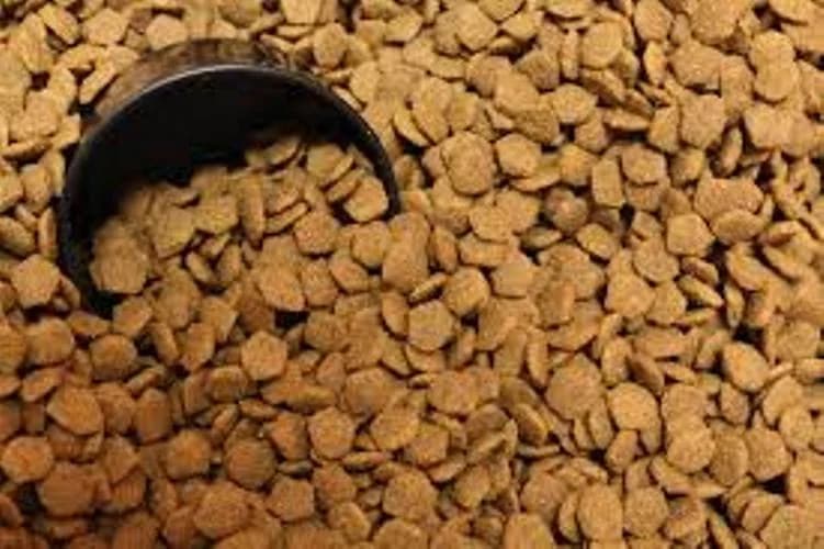Alimentation pour chien de grande taille,  Mixed Breed for adoption at CaniMinet, Paris