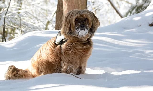 Quels soins pour les chiens en hiver,  Mixed Breed for adoption at CaniMinet, Paris