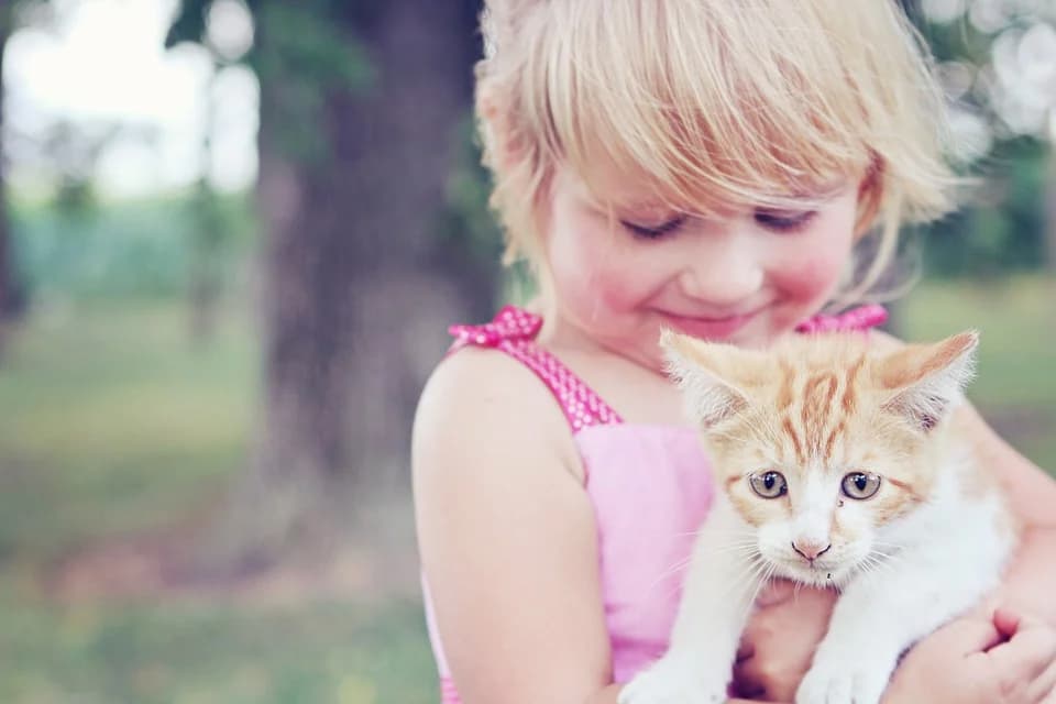 La cohabitation entre un chat et un enfant,  puppy Mixed Breed for adoption at CaniMinet, Paris