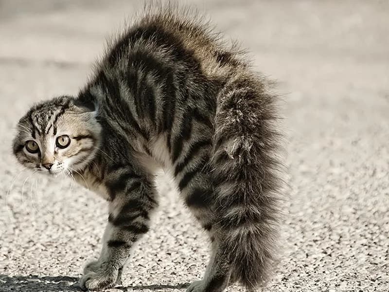 L’anxiété chez le chat,  Mixed Breed for adoption at CaniMinet, Paris