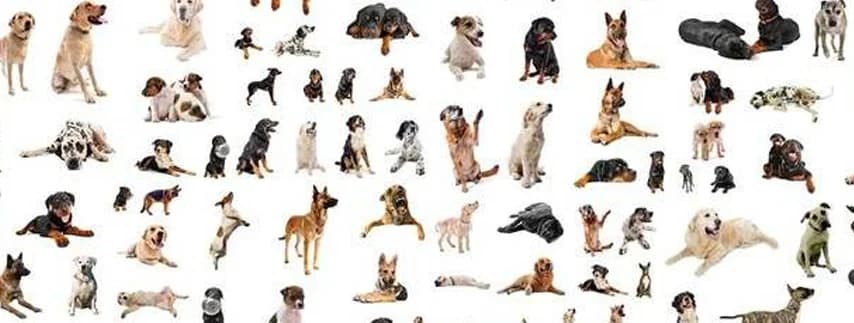 Comment bien choisir la race de chien à adopter ?,  Mixed Breed for adoption at CaniMinet