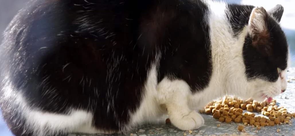 Alimentation maison ou industriel pour mon chat,  Mixed Breed for adoption at CaniMinet, Paris