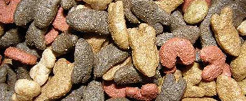 Comment bien choisir les croquettes pour chien ?, male 5yo Mixed Breed for adoption at CaniMinet, Paris
