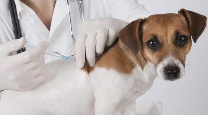 La vaccination du chien, male puppy Mixed Breed for adoption at CaniMinet, Paris
