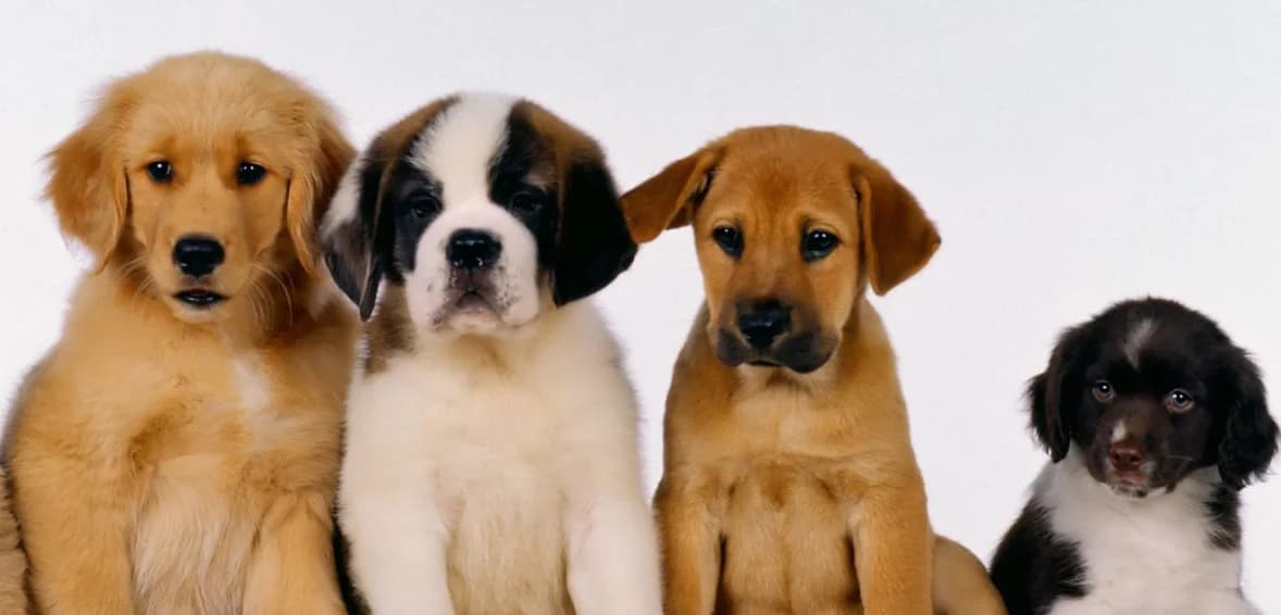 S’occuper d’un nouveau chiot,  puppy Mixed Breed for adoption at CaniMinet, Paris