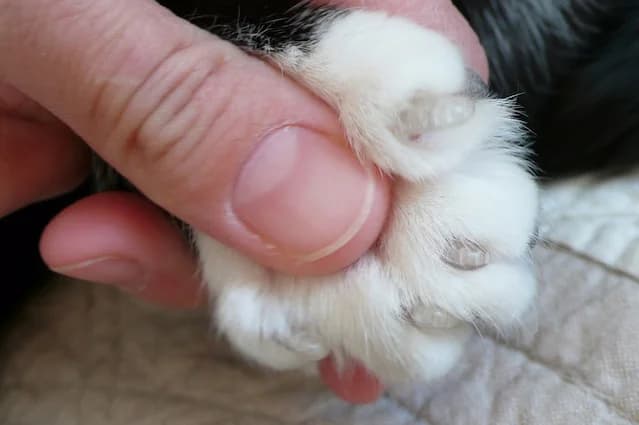 Couper les griffes du chat, male Mixed Breed for adoption at CaniMinet, Paris