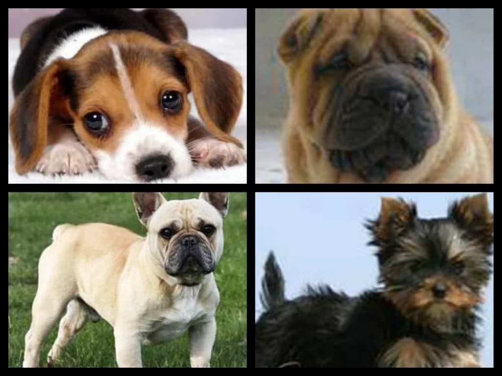 Adopter un chien de petite taille,  Mixed Breed for adoption at CaniMinet, Paris