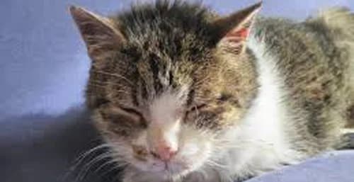 Comment savoir que mon chat est devenu vieux,  senior Mixed Breed for adoption at CaniMinet, Paris