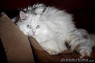 S’occuper d’un vieux chat,  senior Mixed Breed for adoption at CaniMinet, Paris