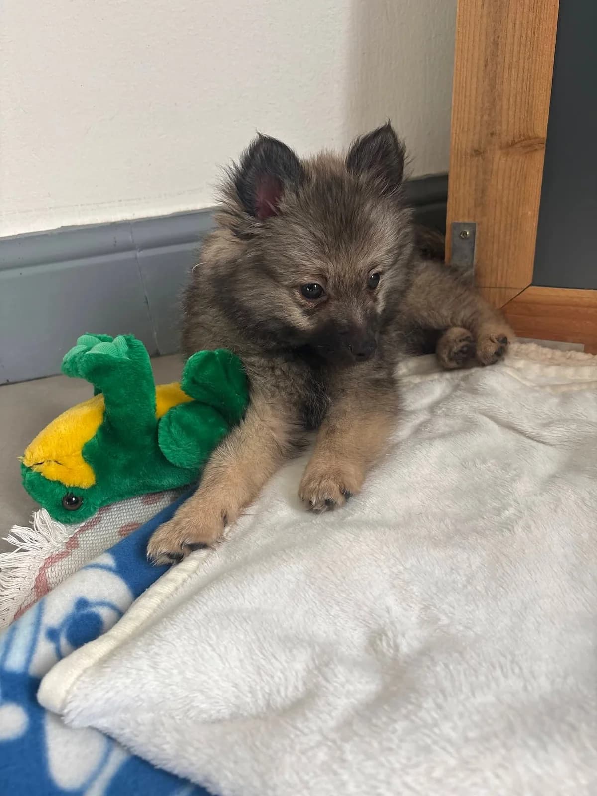 BAYA, female puppy Mixed Breed for adoption at Canin Sans Famille