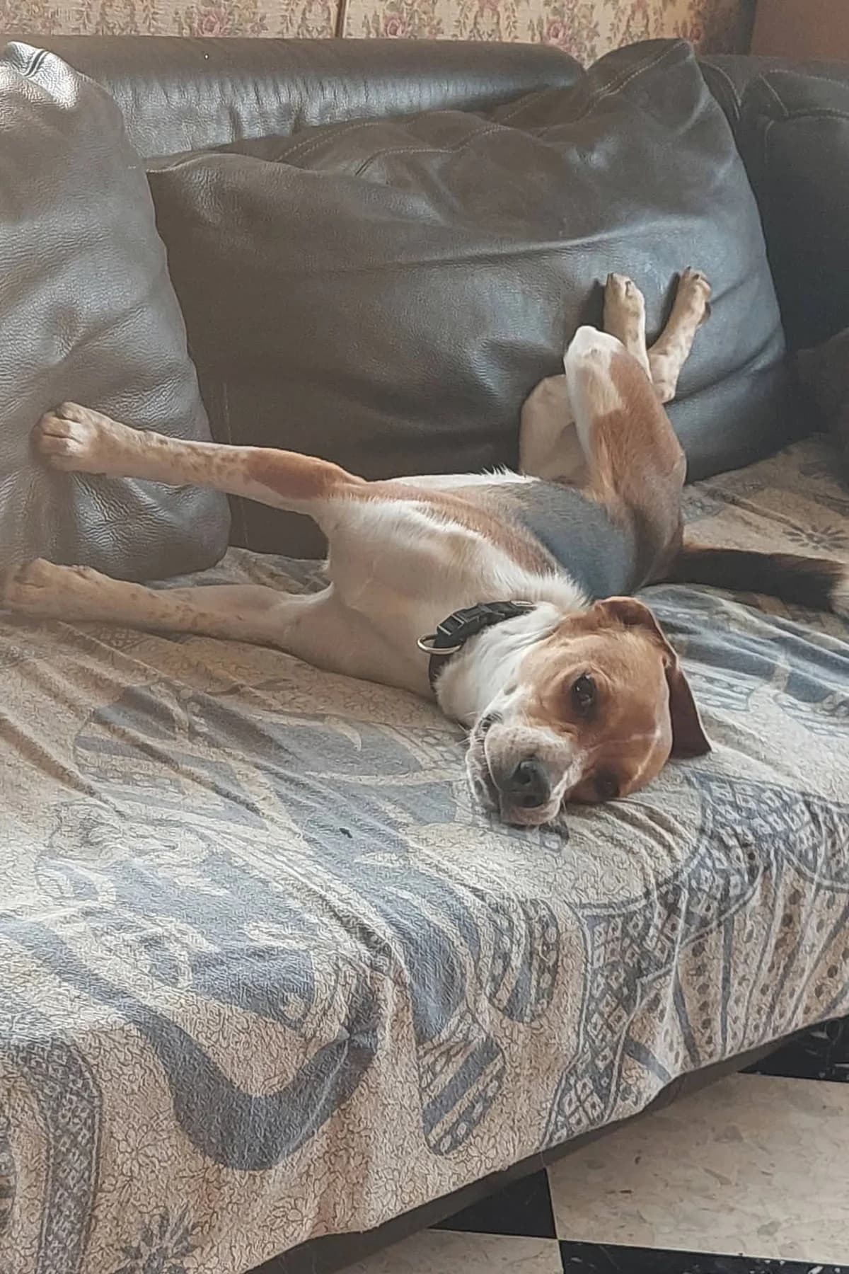 CHARLIE,  mixed breed for adoption at Canin Sans Famille