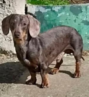 MICKEY,  5yo Mixed Breed for adoption at Canin Sans Famille