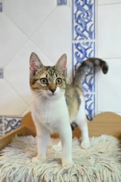 Aby, female European Shorthair for adoption at Caresses de Chat 94, Saint-Maur-des-Fossés