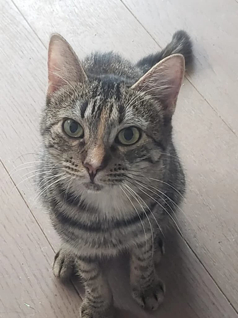 Artemis, female European Shorthair for adoption at Caresses de Chat 94, Saint-Maur-des-Fossés