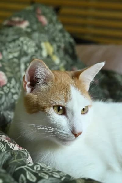 Ascot, European Shorthair (Caresses de Chat 94)
