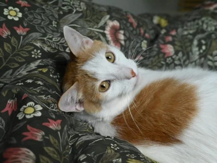Ascot, male European Shorthair for adoption at Caresses de Chat 94, Saint-Maur-des-Fossés