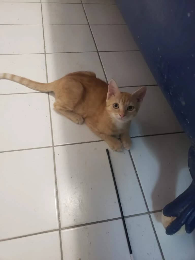 Brioche, female European Shorthair for adoption at Caresses de Chat 94, Saint-Maur-des-Fossés