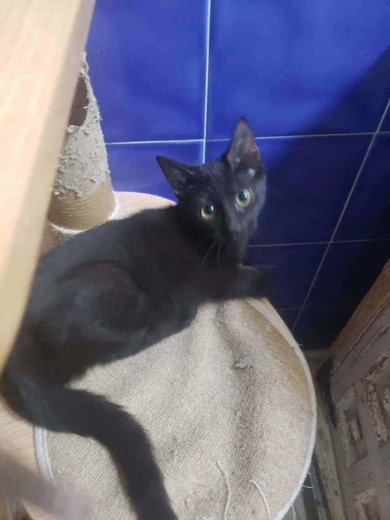 Charley, European Shorthair (Caresses de Chat 94)