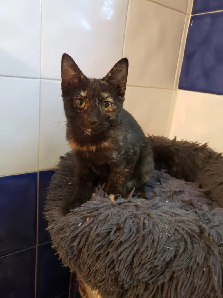 Dora, female European Shorthair for adoption at Caresses de Chat 94, Saint-Maur-des-Fossés