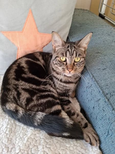 Féline, female European Shorthair for adoption at Caresses de Chat 94, Saint-Maur-des-Fossés