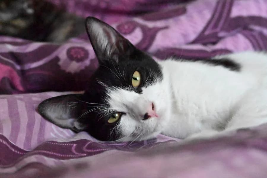 Gala, European Shorthair (Caresses de Chat 94)