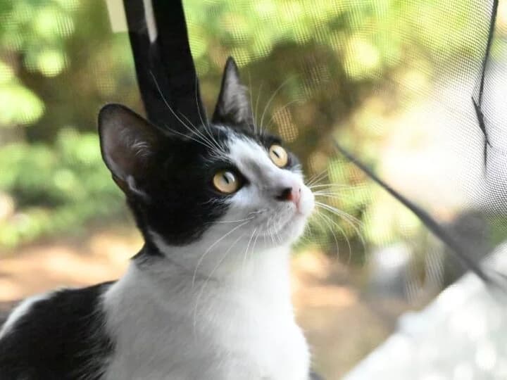 Gala, female European Shorthair for adoption at Caresses de Chat 94, Saint-Maur-des-Fossés