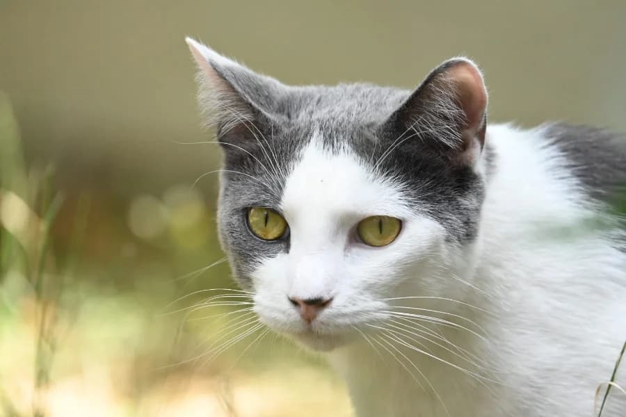 Gidi, male young European Shorthair for adoption at Caresses de Chat 94, Saint-Maur-des-Fossés