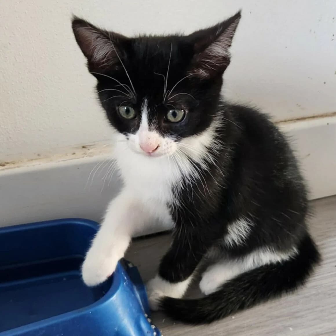 Arty, male young Mixed Breed for adoption at CAT, chabris