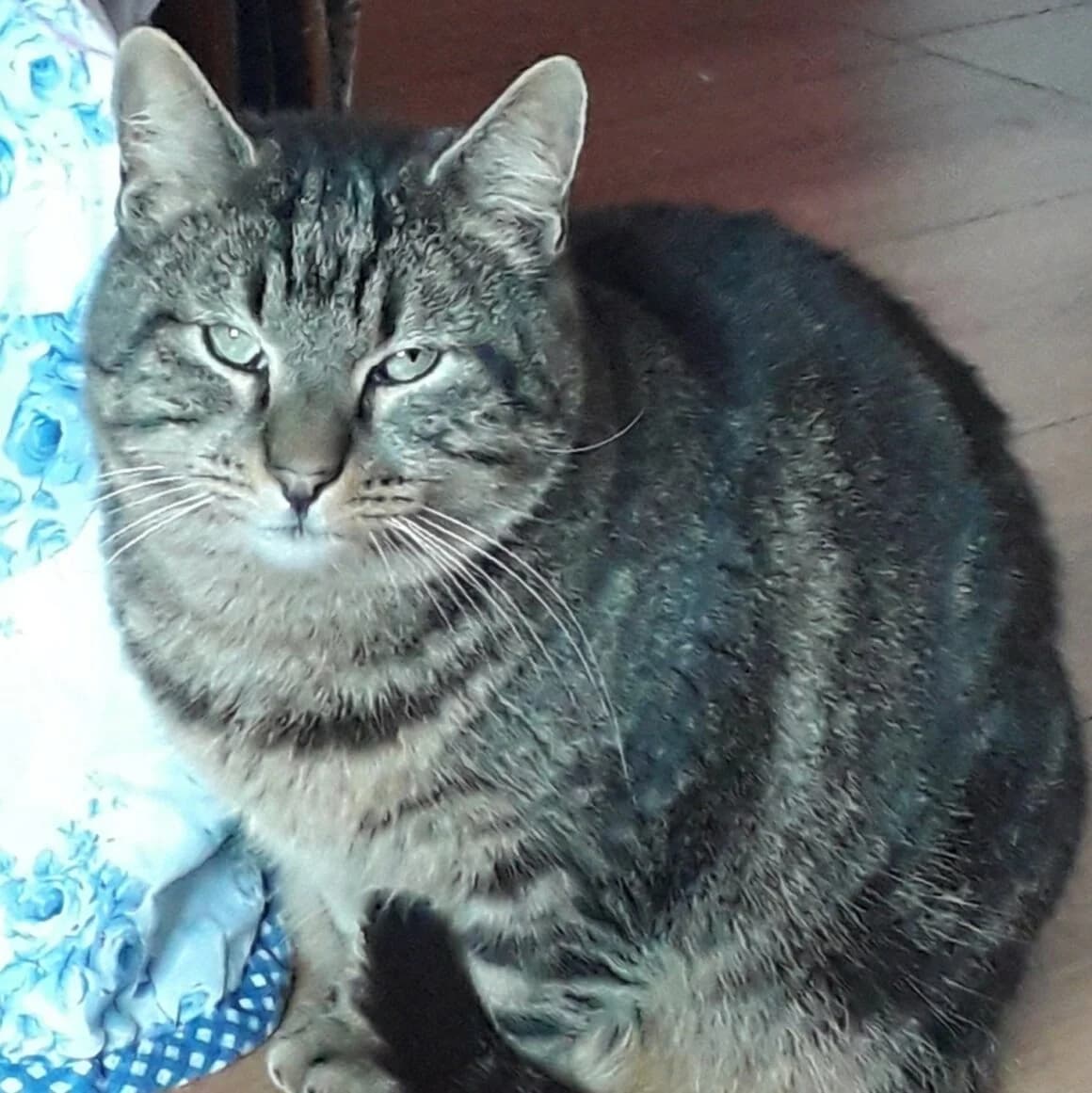 Don Juan, male Mixed Breed for adoption at CAT, chabris