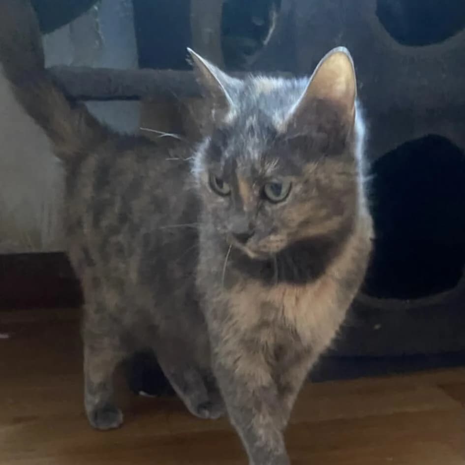 Câline, female senior Mixed Breed for adoption at CAT, chabris