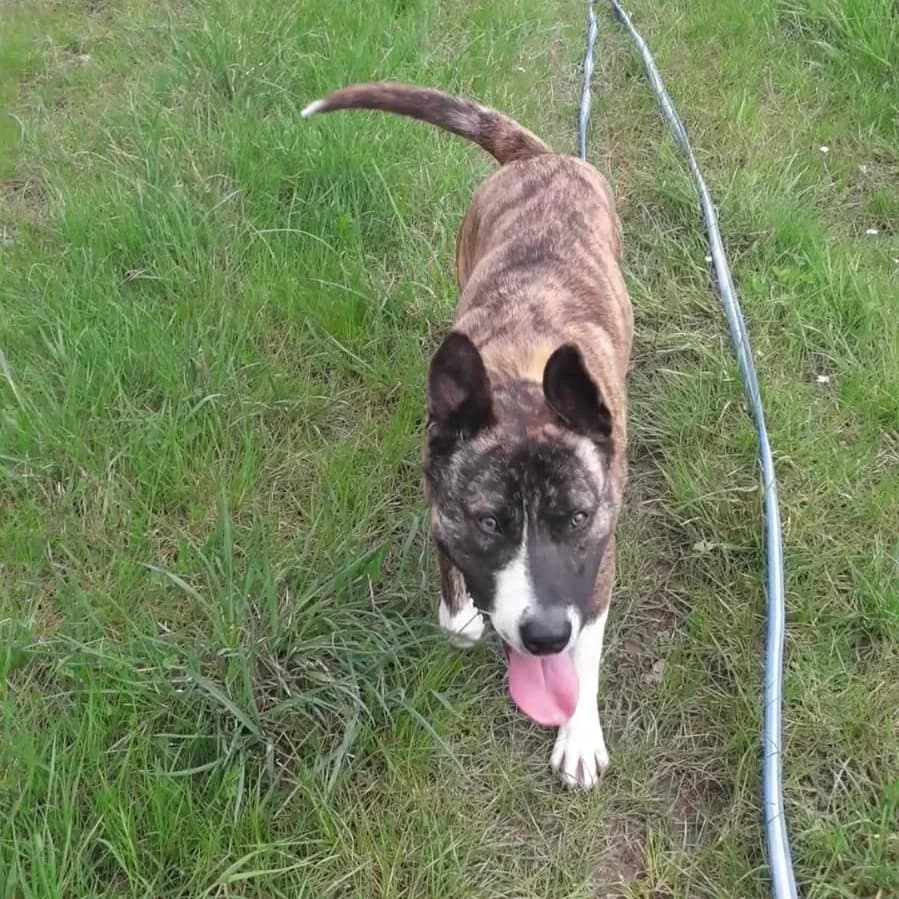 Ricky, male Mixed Breed for adoption at CAT, chabris