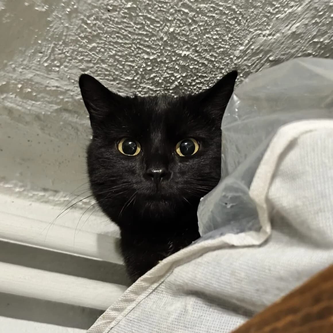 Abby, female 3yo Mixed Breed for adoption at CAT, chabris
