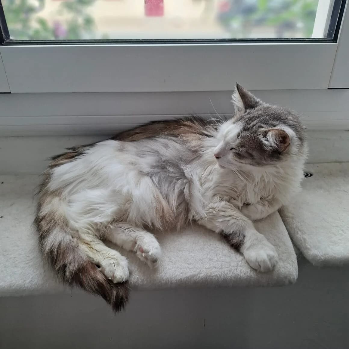 Aston, male Mixed Breed for adoption at CAT, chabris