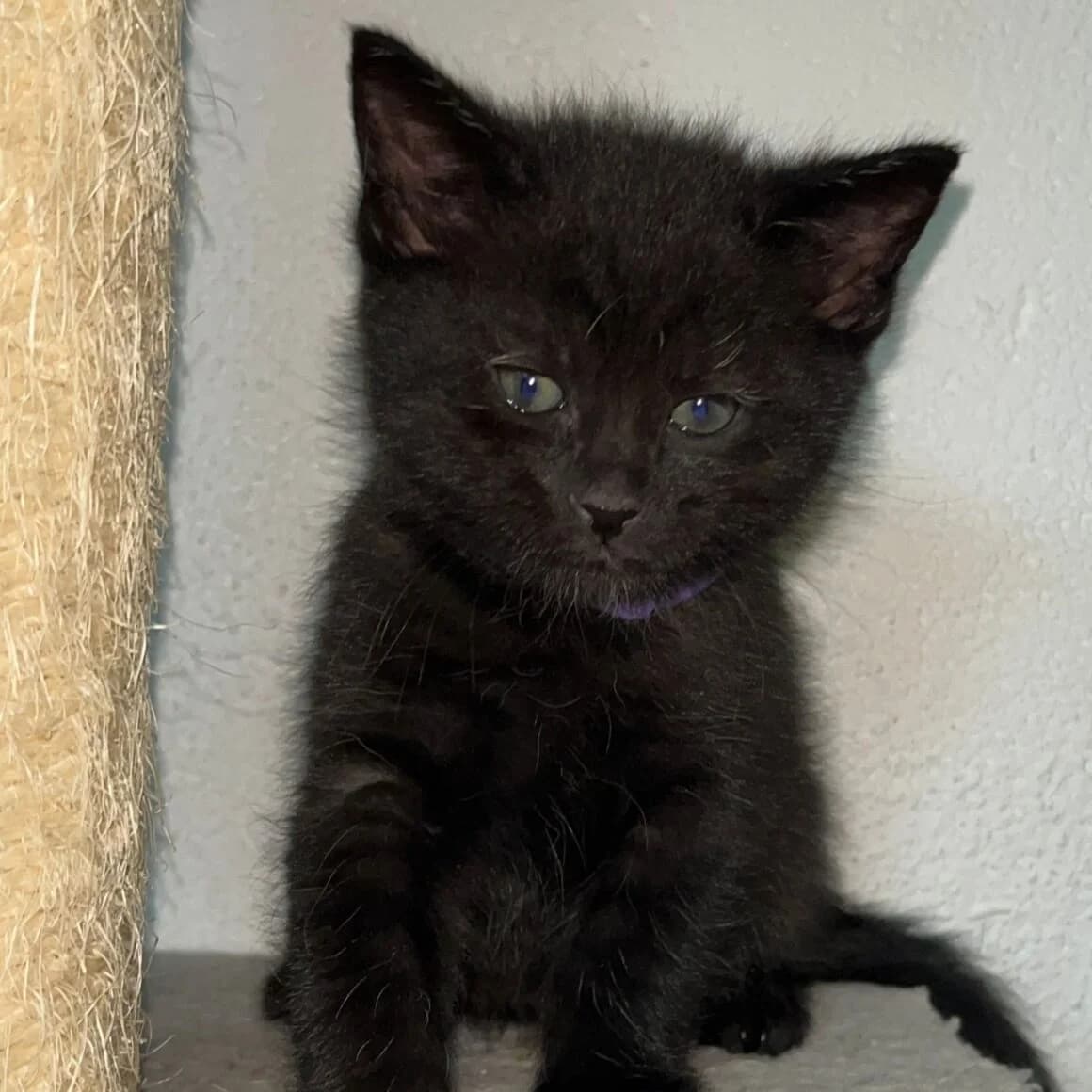 Alce, male young Mixed Breed for adoption at CAT, chabris