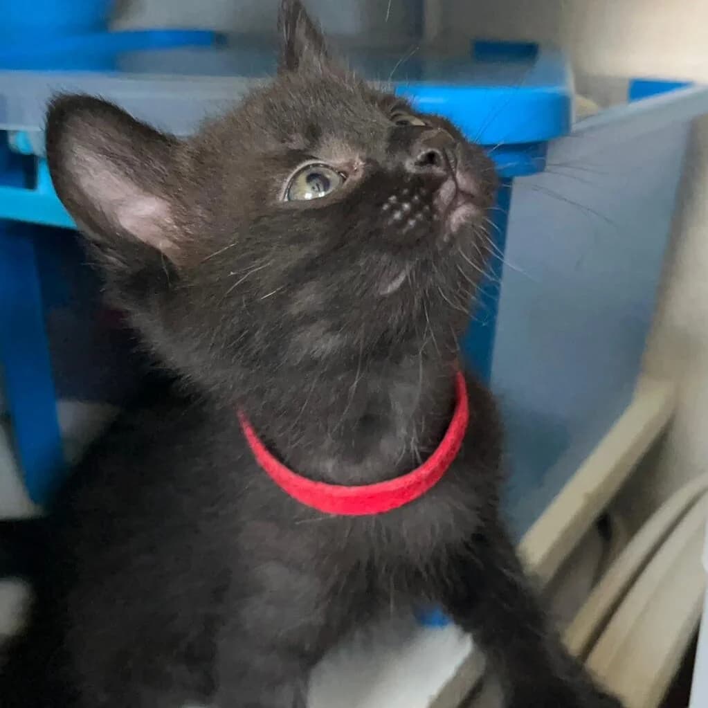 Arête, male young Mixed Breed for adoption at CAT, chabris