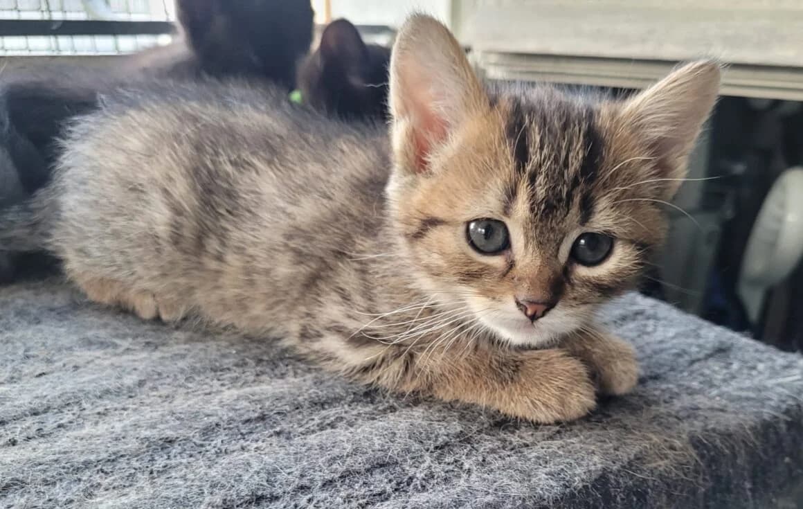 Artémis, male young Mixed Breed for adoption at CAT, chabris