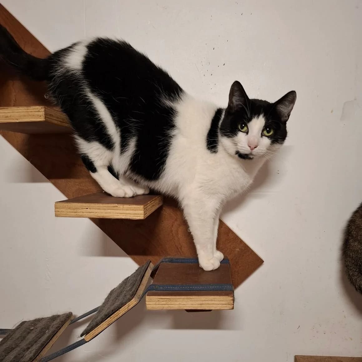 Anna, female 3yo Mixed Breed for adoption at CAT, chabris