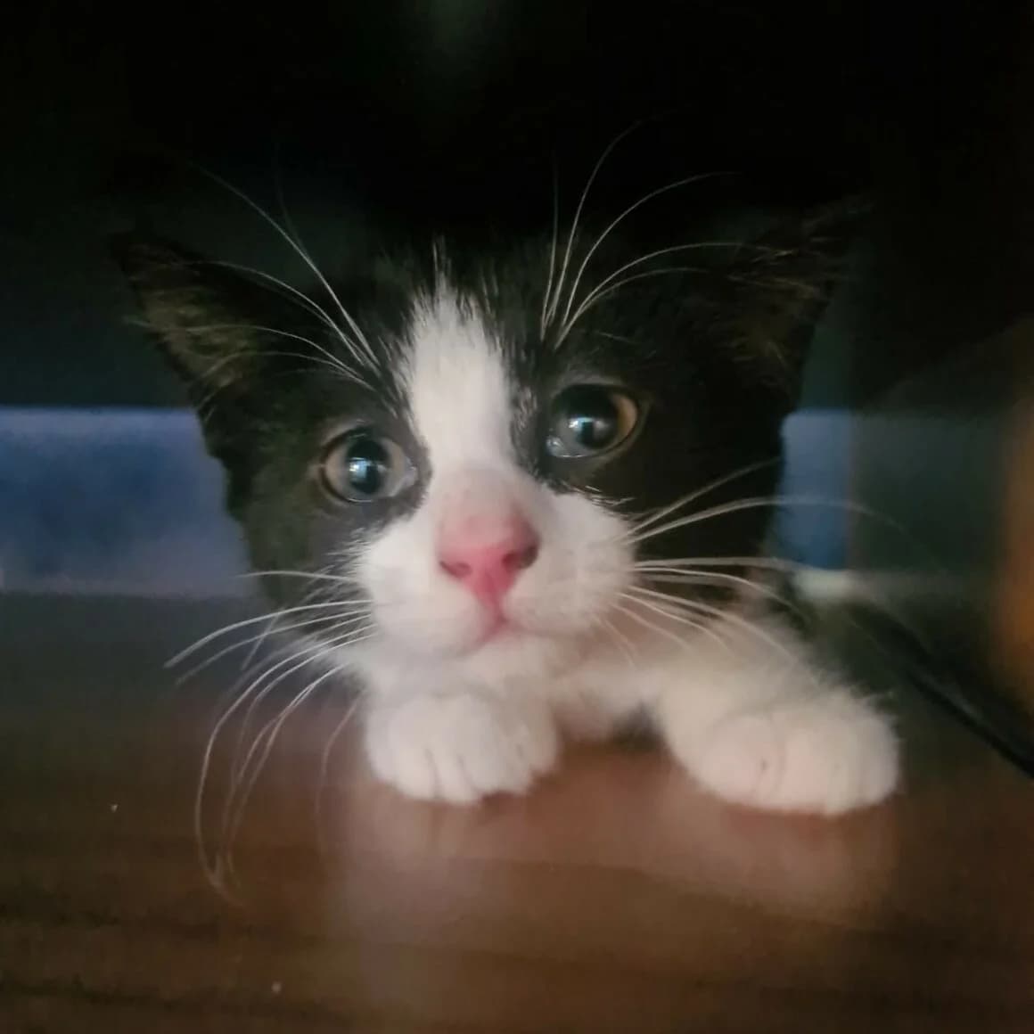 Arobaze, female young Mixed Breed for adoption at CAT, chabris
