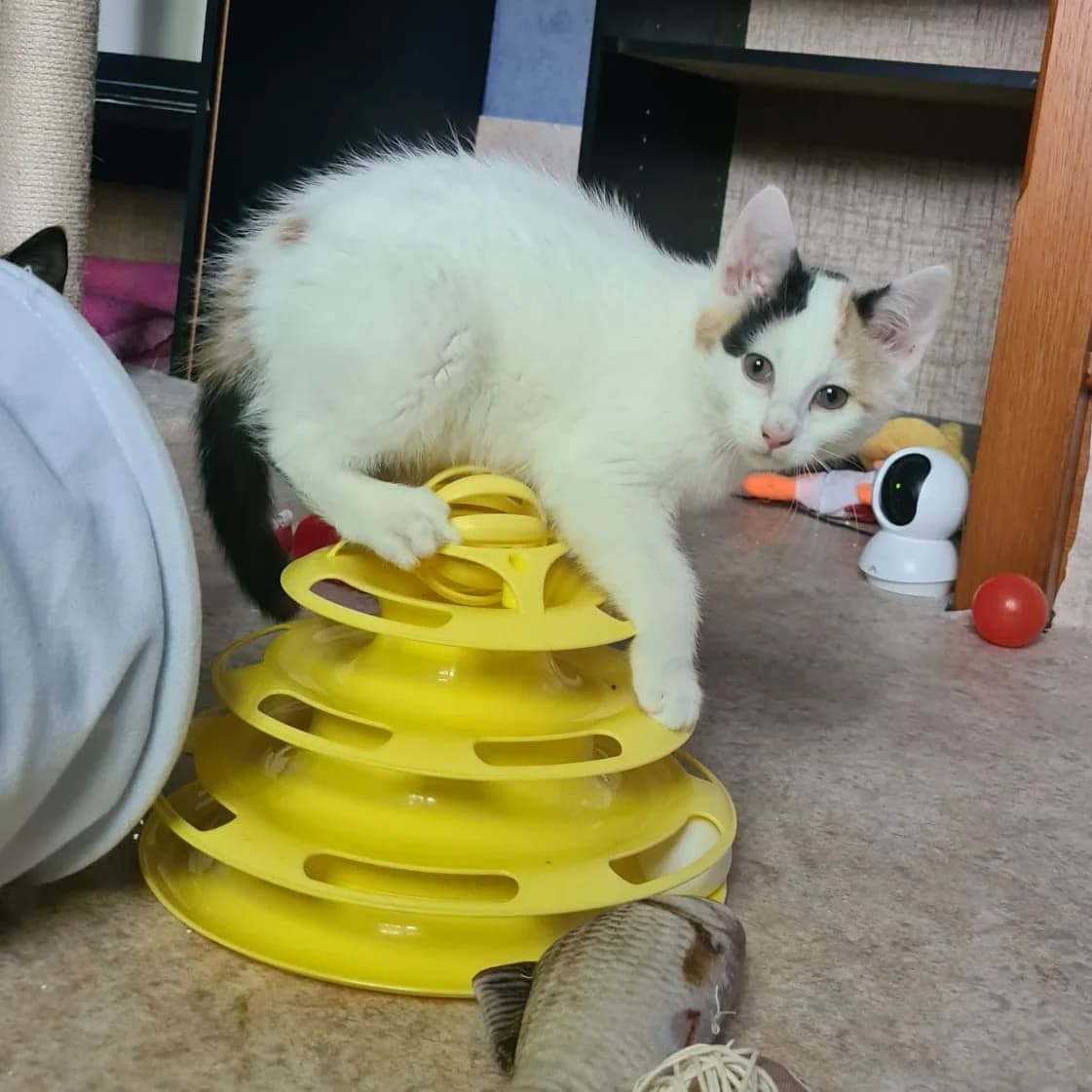 Aquarelle, female young Mixed Breed for adoption at CAT, chabris