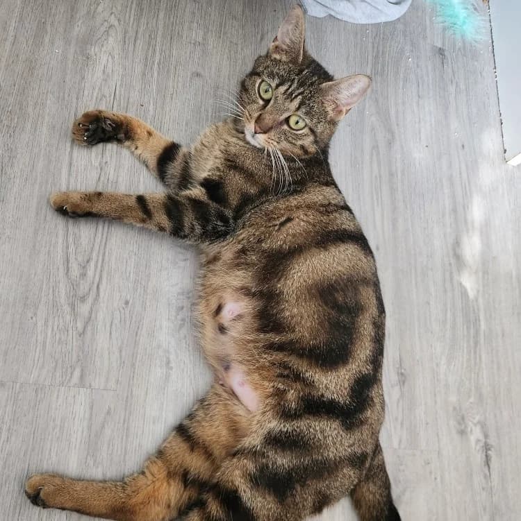 Apple, female Mixed Breed for adoption at CAT, chabris