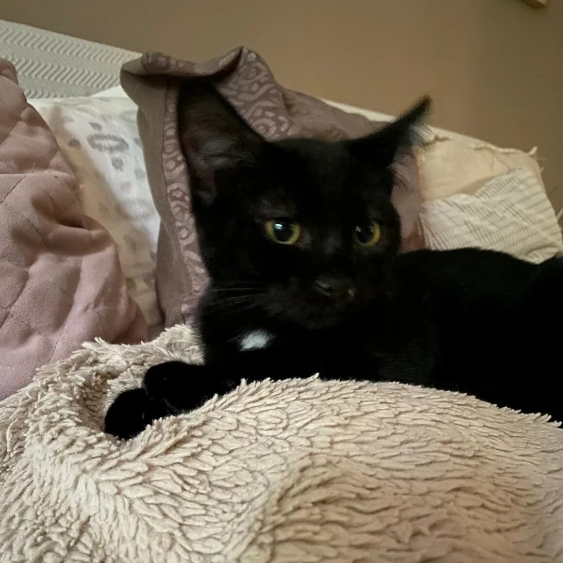 Azzaro, male young Mixed Breed for adoption at CAT, chabris