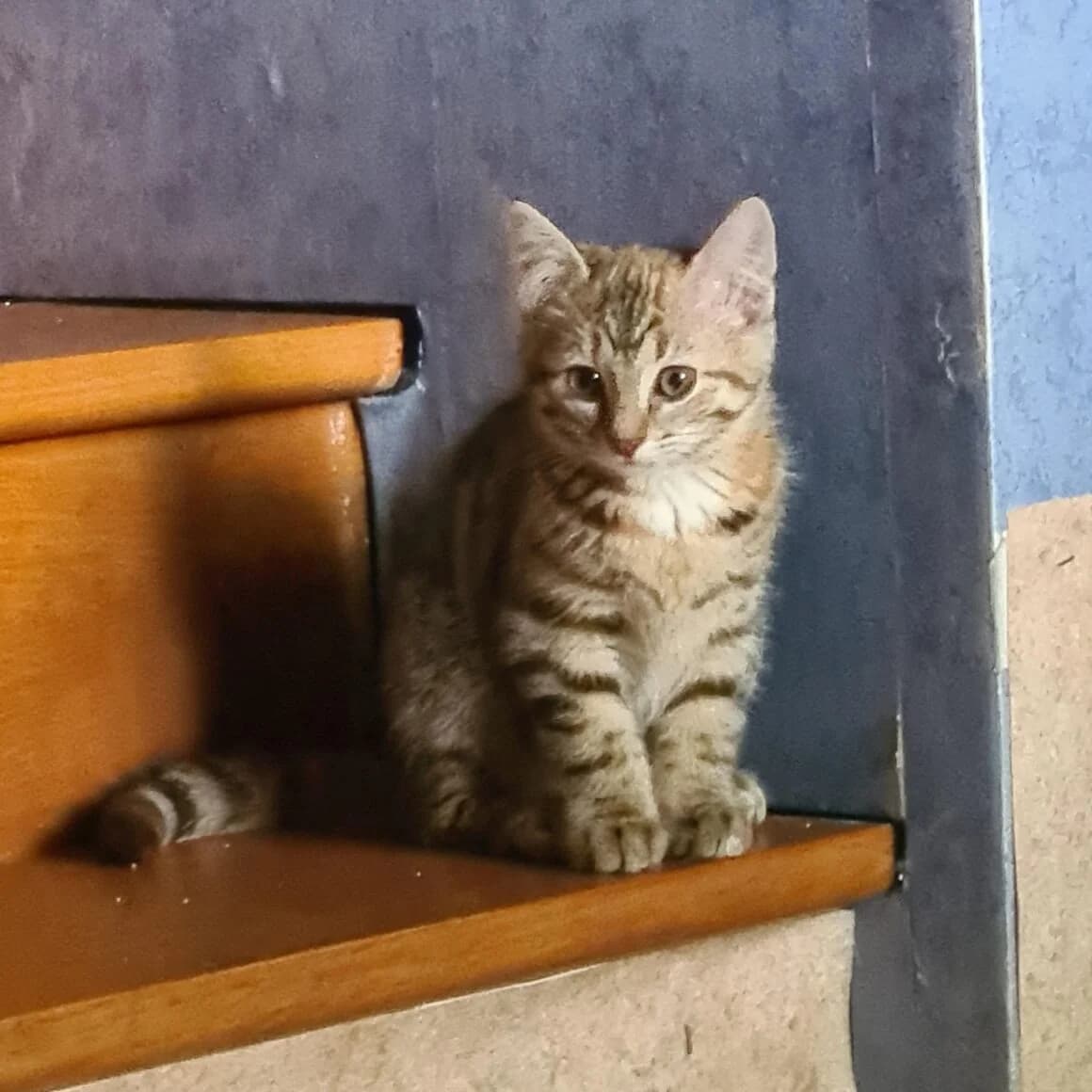 Aventure, female young Mixed Breed for adoption at CAT, chabris