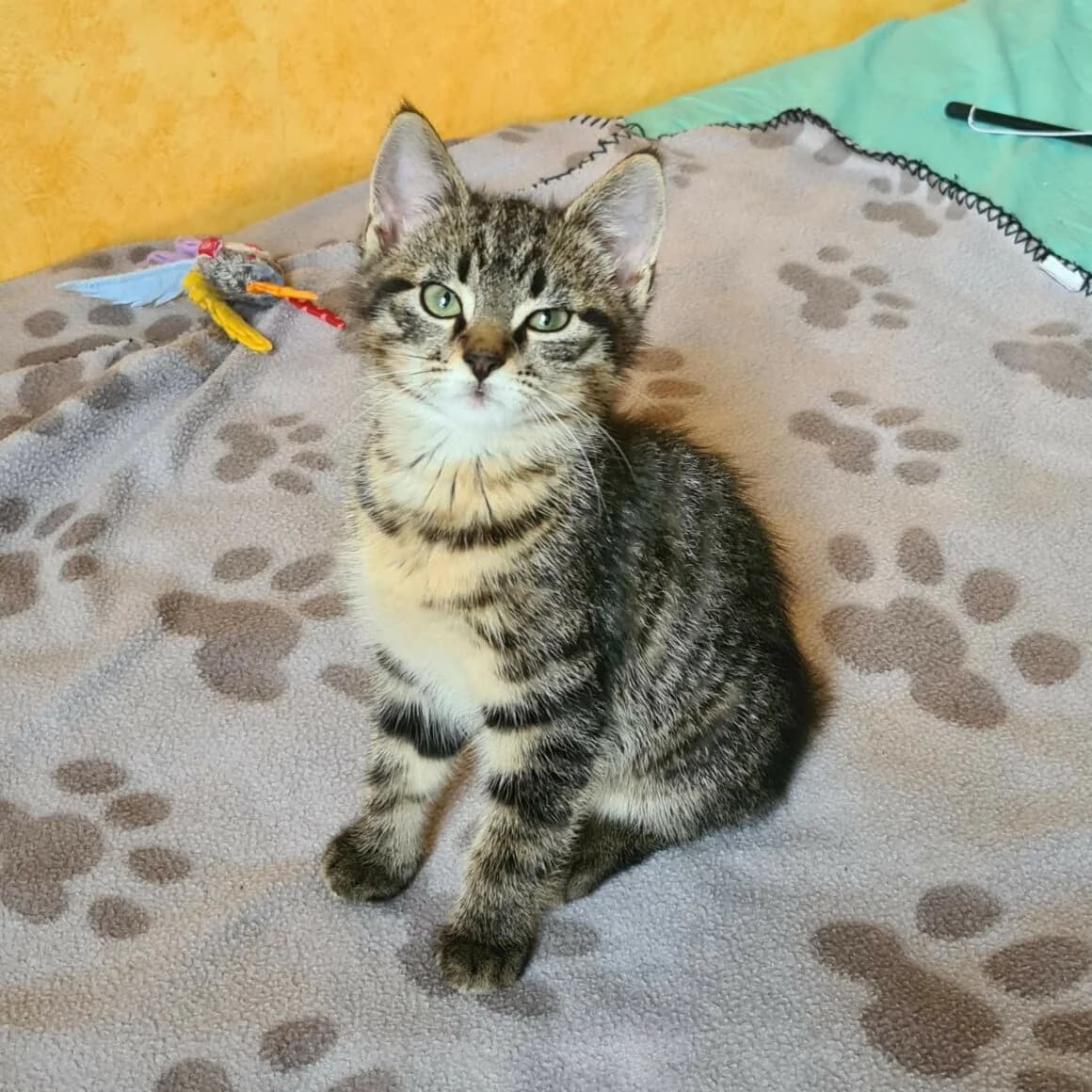 Alambic, male young Mixed Breed for adoption at CAT, chabris